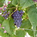 Jupiter Seedless Muscat Grape Cuttings 5 Pack | Vitis Hybrid Propagation Set for Home Vineyard | Sweet Table Grapes