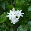Live Arabian Jasmine Plant – Jasminum sambac, 15 Inches Tall, Fragrant White Flowers, Indoor Outdoor Vine, No Pot