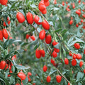 Goji Berry Plant | Live Lycium chinense Seedling | Superfood Fruit Starter for Garden & Container