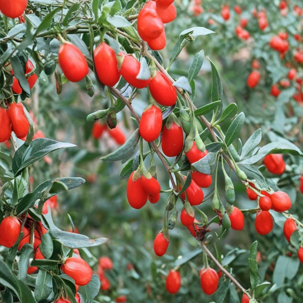 Goji Berry Plant | Live Lycium chinense Seedling | Superfood Fruit Starter for Garden & Container