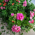 Hardy Pink Geranium Cuttings – 30 Unrooted Pelargonium Live Plant Clippings for Garden, Patio & Containers