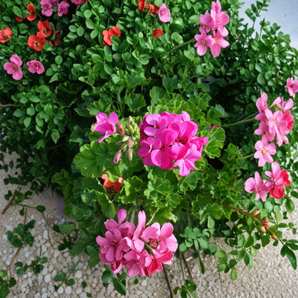 Hardy Pink Geranium Cuttings – 30 Unrooted Pelargonium Live Plant Clippings for Garden, Patio & Containers