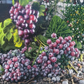 Black Fry Muscadine Grape Vine – Live Fruit Plant, Self-Fertile, 3 Gallon, Vitis rotundifolia, Edible Landscape, Vineyard & Garden