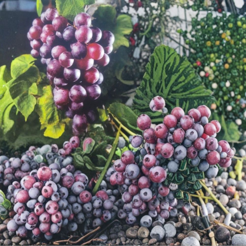 Black Fry Muscadine Grape Vine – Live Fruit Plant, Self-Fertile, 3 Gallon, Vitis rotundifolia, Edible Landscape, Vineyard & Garden