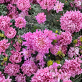 Pink Queen Chrysanthemum Plants – Live Perennial Flowers, Large Pink Blooms, Garden Mum, Chrysanthemum morifolium, 2 Pack