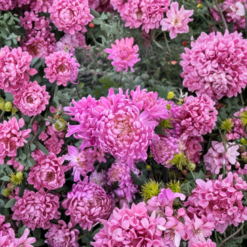 Pink Queen Chrysanthemum Plants – Live Perennial Flowers, Large Pink Blooms, Garden Mum, Chrysanthemum morifolium, 2 Pack