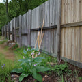 Russian Comfrey Root Cuttings – Bocking 14 Organic Symphytum × uplandicum for Permaculture & Composting