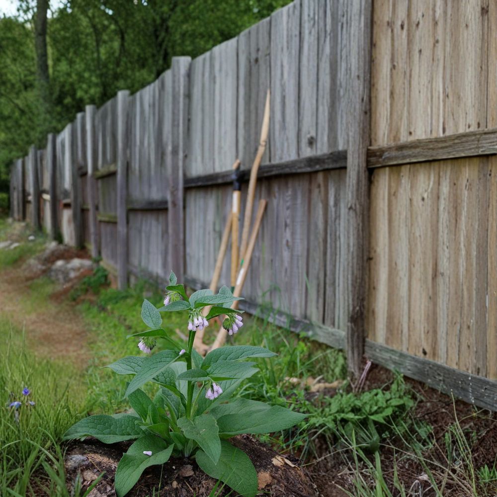 Russian Comfrey Root Cuttings – Bocking 14 Organic Symphytum × uplandicum for Permaculture & Composting