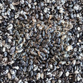 Heirloom Pole Bean Seeds – Haudenosaunee Skunk, Organic Non-GMO, Native American Heritage Crop, Climbing Vines, Phaseolus vulgaris
