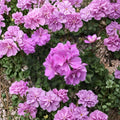 Double Bright Pink Ivy Geranium Cuttings – Trailing Pelargonium peltatum for Hanging Baskets and Containers, 8 Fresh Unrooted Plants