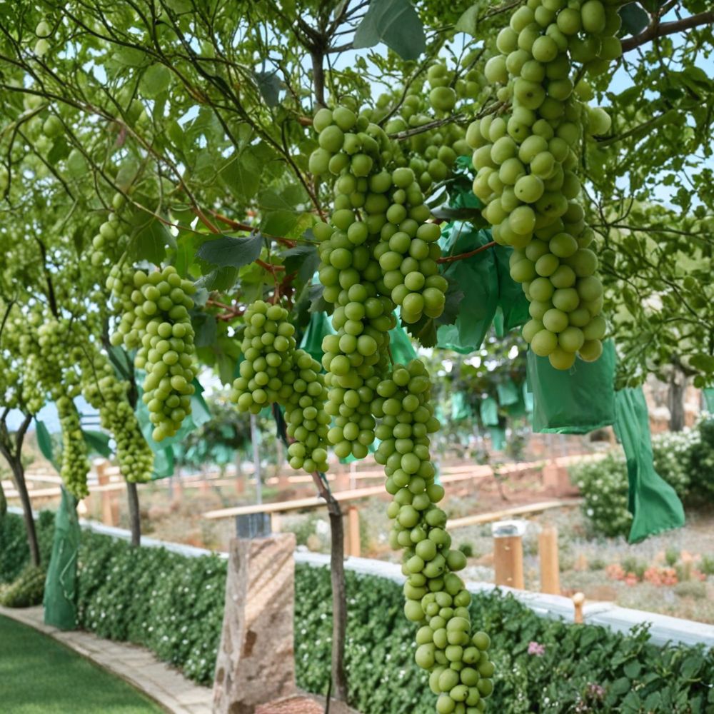 Shine Muscat Grape Plant | Live Vines in Nursery Pot | Japanese Green Sweet Grape | Vitis vinifera