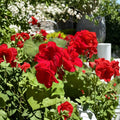 Red Geranium Cuttings – Pelargonium hortorum Live Plant Unrooted, Dark Red Blooms, Container & Patio Friendly