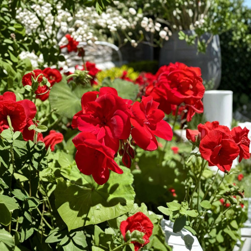 Red Geranium Cuttings – Pelargonium hortorum Live Plant Unrooted, Dark Red Blooms, Container & Patio Friendly