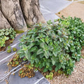 Berries and Cream Mint Cuttings – Mentha x piperita Unrooted Live Herb Propagation for Culinary Use
