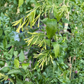 Night Blooming Jasmine Live Starter Plants – Cestrum nocturnum Fragrant Shrubs for Patio & Garden, Set of 4
