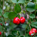 Barbados Cherry Tree Live Plant | 3-4 Inch Starter Plug | Acerola Fruit Tree | Tropical Vitamin C Plant | Bare Root