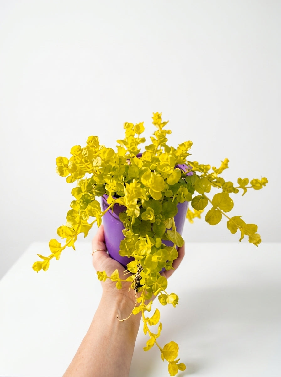 10 Pack Rooted Sedum & Creeping Jenny Live Plants – Ground Cover, Drought-Tolerant, Full Sun to Part Shade, Lysimachia nummularia, Sedum spp.
