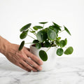 Pilea Peperomioides Plant - 4" Pot - Chinese Money Plant - Indoor Houseplant - Easy Care, Air-Purifying, Unique Round Leaves