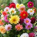 Bedding Dahlia Seeds - Non-GMO, Colorful Blooms, Dahlia pinnata, Garden Flowers, Perennial, Bulk Pack