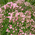 Pink Baby's Breath Seeds - Non-GMO Gypsophila paniculata Flower Seeds for Gardens and Cut Flowers, Easy to Grow, Packet