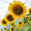 Bulk Sunflower Seeds for Planting | Large Black Oil Helianthus annuus | Garden, Bird Attracting, Commercial