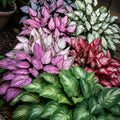 Hosta Seeds for Planting - 200+ Perennial Garden Seeds for Shade, Borders & Containers - Hosta spp.