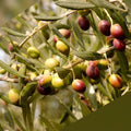 Canino Olive Tree Seeds | Italian Virgin Oil Variety | Olea europaea | Perennial Garden Seeds for Home Cultivation
