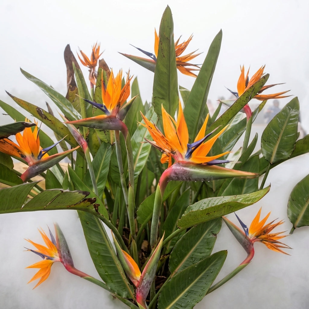 Orange Bird of Paradise Seeds | Strelitzia reginae | Tropical Crane Flower Seeds for Garden & Landscaping