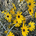 Swamp Sunflower Seeds - Helianthus angustifolius - Drought-Resistant, Late-Season Blooms, Wetland Garden, Pollinator Attracting Seeds