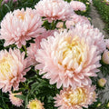Peony Seeds - Duchess Apricot Flower Seeds for Garden Planting, Paeonia, Perennial, Vibrant Blooms, Free Shipping