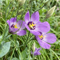 Eustoma exaltatum Seeds - Tularosa Basin Gentian Flowering Plant for Garden, Container & Xeriscape