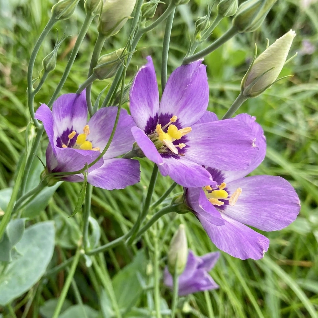 Eustoma exaltatum Seeds - Tularosa Basin Gentian Flowering Plant for Garden, Container & Xeriscape
