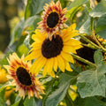 Bulk Sunflower Seeds for Planting | Large Black Oil Helianthus annuus | Tall, Sturdy, Pollinator-Friendly Seeds