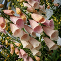 Apricot Beauty Foxglove Seeds - Digitalis purpurea 'Apricot Beauty' Non-GMO Flower Seeds, Perennial, Vibrant Apricot Blooms, Free Shipping