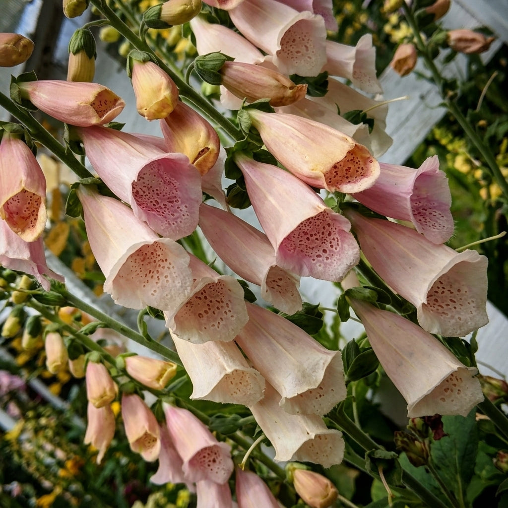 Apricot Beauty Foxglove Seeds - Digitalis purpurea 'Apricot Beauty' Non-GMO Flower Seeds, Perennial, Vibrant Apricot Blooms, Free Shipping