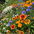Assorted Flower Plant Seeds Lot of 182 Non-GMO Ferry Morse Garden Seeds for Flowers, Pollinator Attracting, Easy to Grow