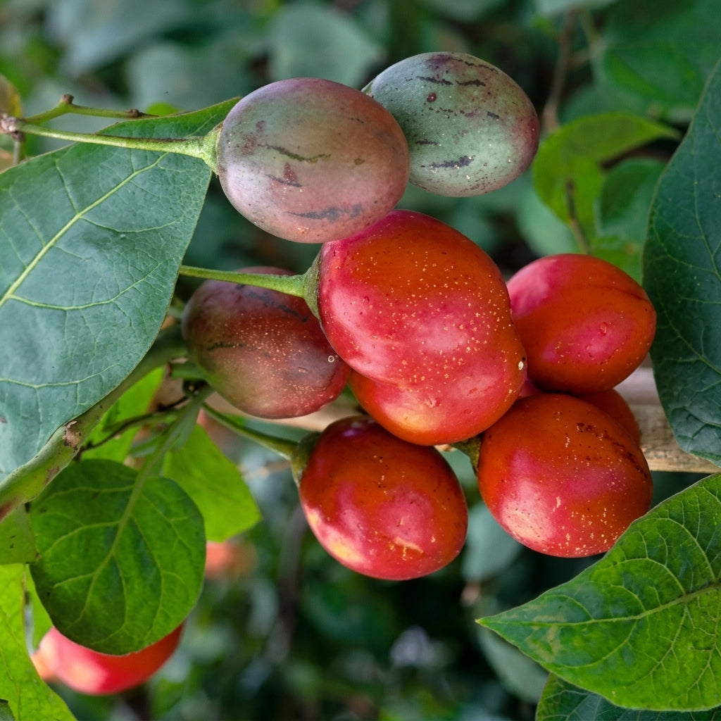 Tamarillo Tree Tomato Seeds – High Yielding Solanum betaceum, Fast Growing, Edible Fruit, Perennial, Garden Plant, 10 Seeds