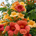 Hummingbird Trumpet Vine Seeds - 20+ Campsis radicans Climbing Vine with Vibrant Orange Flowers for Garden Attraction