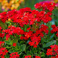 Red Alyssum Seeds - Carpet Flower, Sweet Fragrant Blooms, Lobularia maritima, Brassicaceae, Ground Cover, Container Planting