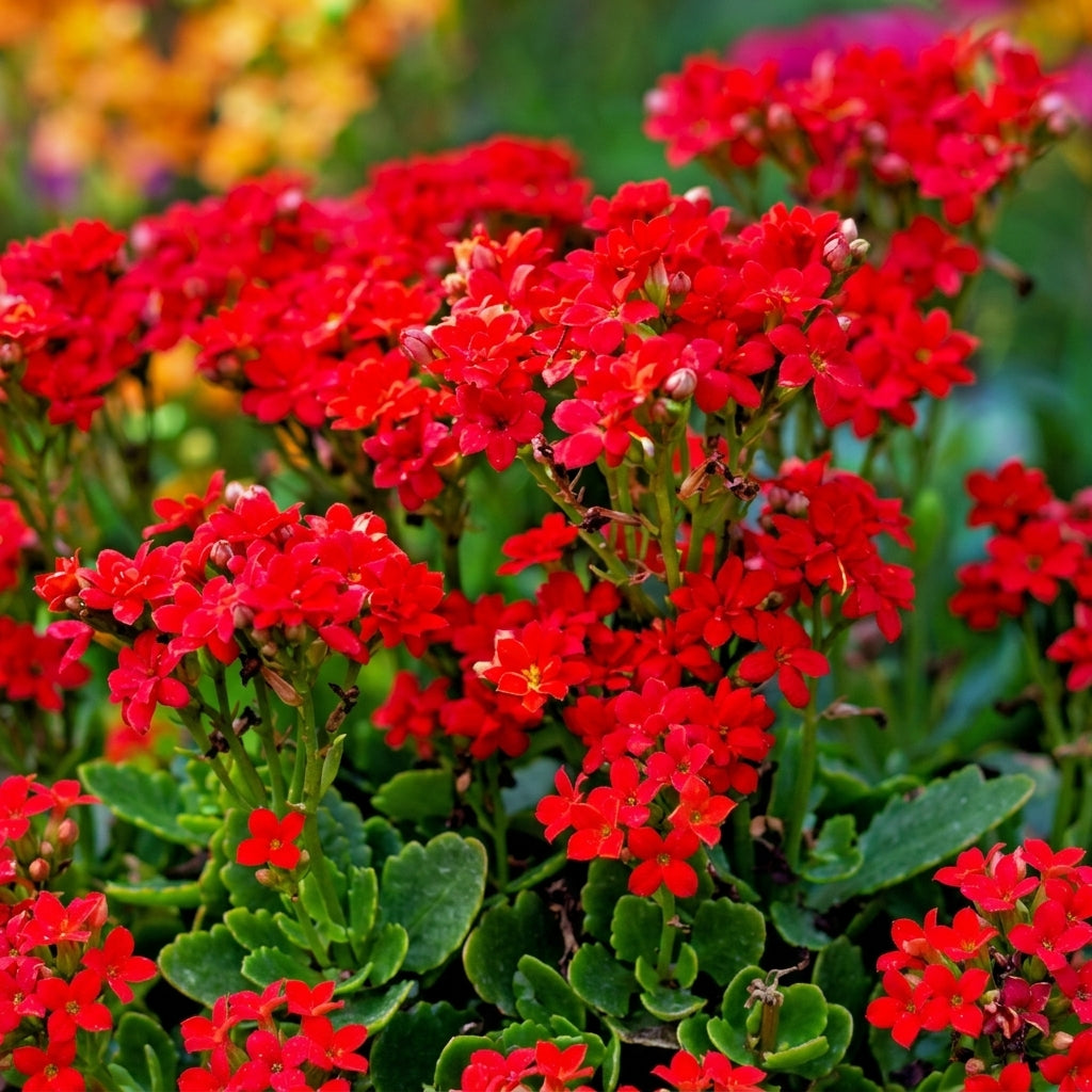 Red Alyssum Seeds - Carpet Flower, Sweet Fragrant Blooms, Lobularia maritima, Brassicaceae, Ground Cover, Container Planting