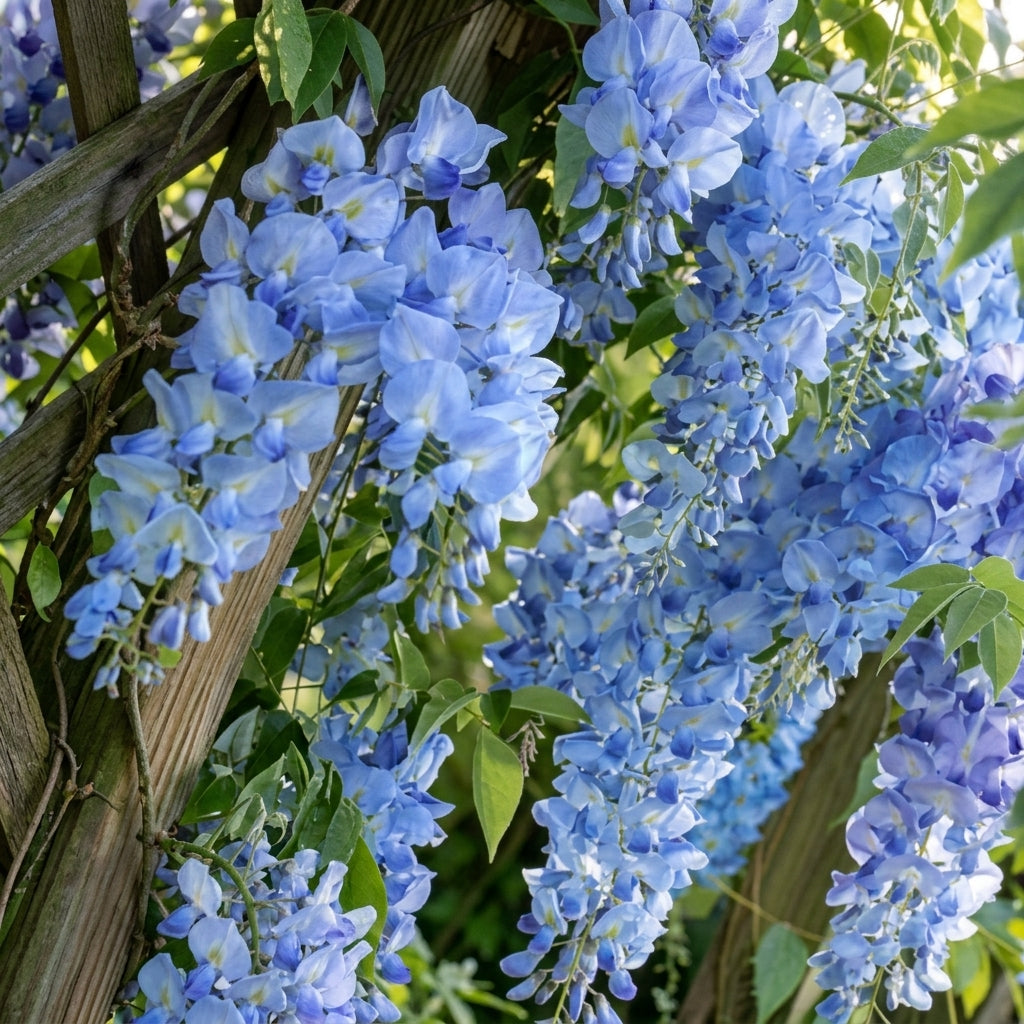 Blue Chinese Wisteria Seeds - Wisteria sinensis Climbing Plant for Garden, Trellis & Arbor, Spring Blooms, Pollinator Attractant