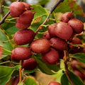 Issai Kiwi Seeds - Arctic Grape Berry Superfruit - Cold Hardy Vine - Actinidia arguta - Pack of Seeds
