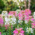 Mixed Colors Cleome Seeds - Non-GMO Flower Seeds for Garden, Cleome hassleriana, Annual, Vibrant Blooms