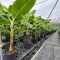 Namwah Banana Plant, Edible, Cold Hardy, Fast Growing, Musa acuminata, Live Plant for Garden or Container