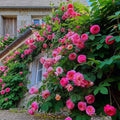300+ Mixed Climbing Rose Seeds - Heirloom Garden Vine Rosa Varieties for Outdoor Planting