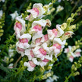 Appleblossom Snapdragon Seeds - Heirloom Non-GMO Antirrhinum majus Garden Flowers, Bi-colored Blooms, Pollinator Attractant