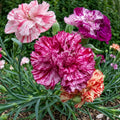 Double Picotee Carnation Seeds - Non-GMO Flower Seeds for Garden, Dianthus caryophyllus, Vibrant Double Blooms, Annual Plant Pack