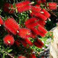 Weeping Bottlebrush Seeds - 100 Pack - Callistemon viminalis Flowering Tree Seeds for Garden, Landscape & Privacy Screening