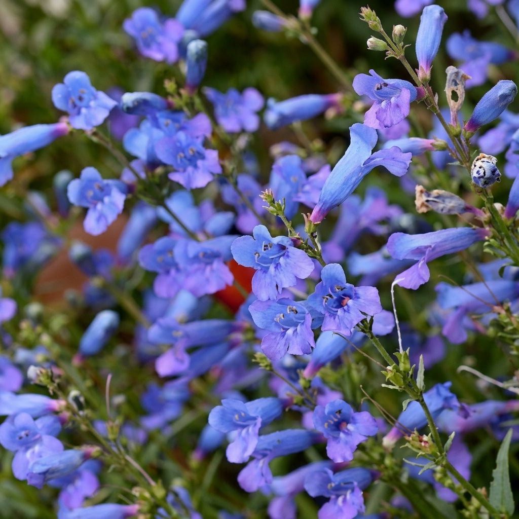 Penstemon Seeds | Compact Blue Flowering Plant | Humilis Variety | Perennial Garden Seeds for Borders & Rock Gardens