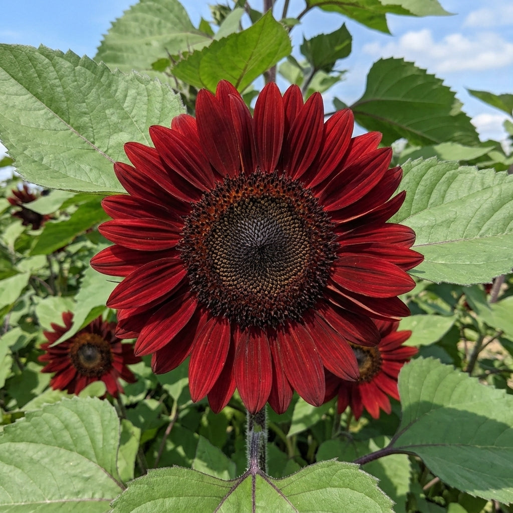 Sunflower Seeds for Planting - Red Velvet Queen Heirloom Variety, Non-GMO Flower Seeds, Attracts Pollinators, Large Red Blooms